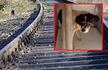 cane cagnolino salvato dagli agenti della Polizia Ferroviaria