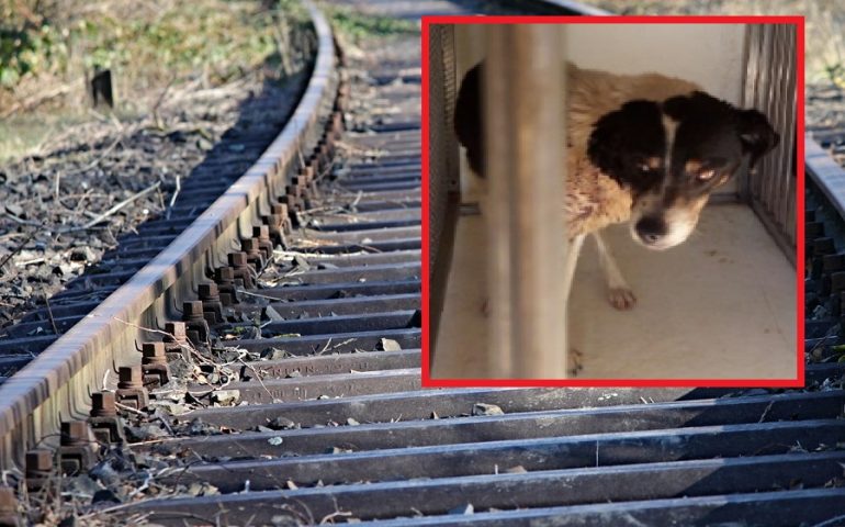 cane cagnolino salvato dagli agenti della Polizia Ferroviaria