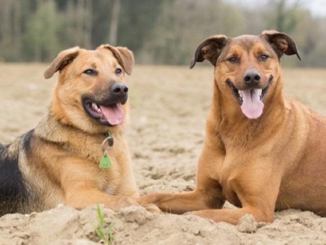 Sterilizzazione gratuita cani di proprietà: ecco tutte le associazioni cui far riferimento