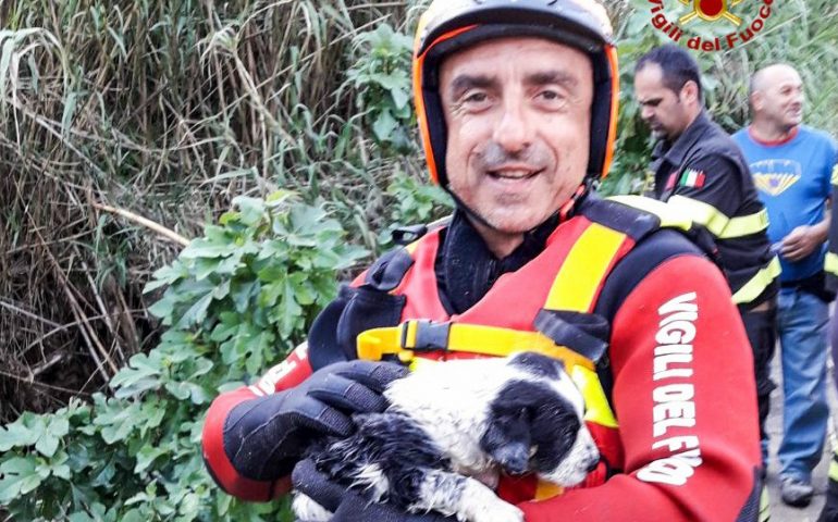 Cucciolo di cane in difficoltà, i sommozzatori dei Vigili del fuoco lo salvano