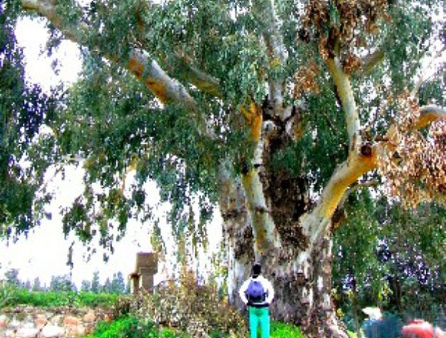 Lo sapevate? In Sardegna c’è l’eucalipto più grande d’Italia: è largo 7 metri e alto più di 30