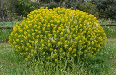 Euforbia