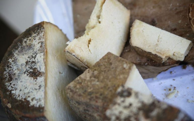 Maxifrode del Fiore Sardo scoperta in Sardegna: 270 tonnellate di pecorino sequestrate e 3 indagati