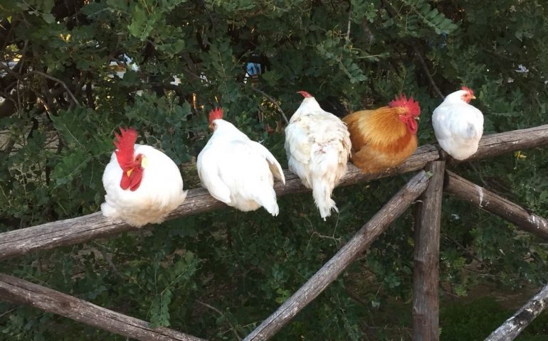 La foto dei lettori. La siesta primaverile delle galline a Monte Urpinu