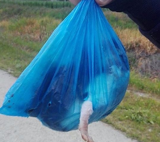 Gattini appena nati rinchiusi in una busta di plastica gettata in mezzo ai rovi. E’ ancora sopportabile tutto ciò?