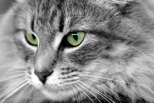 Sinnai, picchia un gatto e lo uccide: la denuncia del Movimento Animalisti Sardegna alla Procura del Tribunale di Cagliari