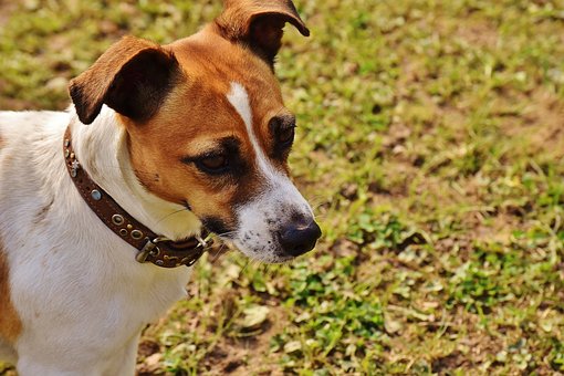 Lancia il cagnolino del figlio dal settimo piano e si avventa contro i poliziotti