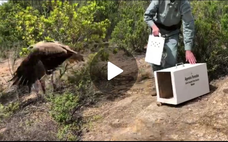 Aquila minore liberata a Capoterra