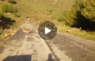 Mufloni attraversano la strada sul Gennargentu