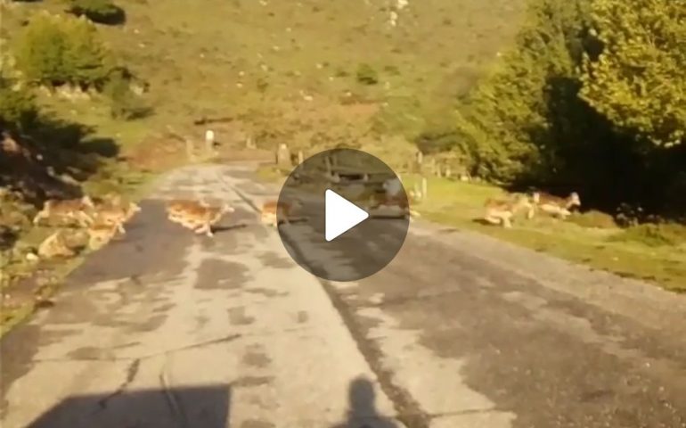 Mufloni attraversano la strada sul Gennargentu