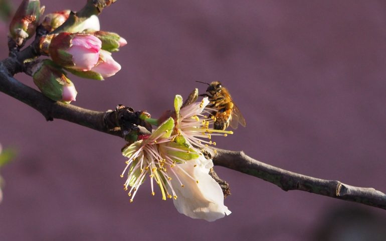 Oggi si festeggia la prima Giornata mondiale delle api, i piccoli insetti dai quali dipende la vita nel pianeta