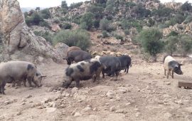 Peste suina nuovo focolaio a Villagrande STrisaili