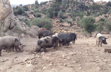 Peste suina nuovo focolaio a Villagrande STrisaili