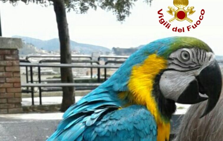 Scappa e si rifugia su un albero. Pappagallo recuperato dai Vigili del Fuoco a Cagliari