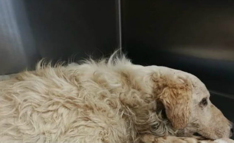 Calich, il cane lanciato da un ponte ad Alghero è stato operato e non è in pericolo di vita