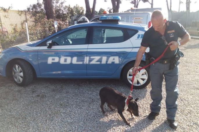 cane chiuso in macchina via donizetti