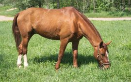 cavallo che mangia erba