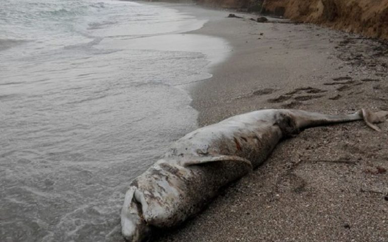 cetaceo spiaggiato a Porto Torres - Foto di Sean Christian Wheeler