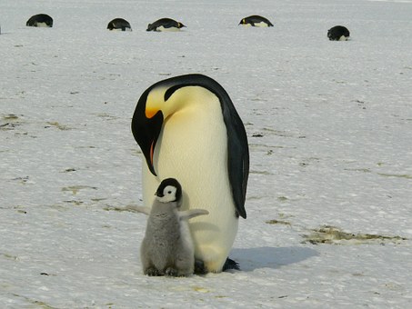 Di mamma ce n’è un sola. O forse no. Ecco le specie animali dove anche i papà fanno da mamma