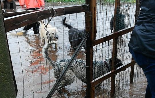 Completamente allagato rifugio a Sant’Antioco: cani fradici e impauriti. Si cerca aiuto