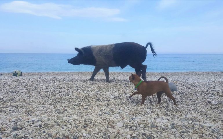 Foto dei lettori. La strana coppia di Cala Sisine