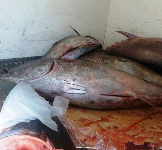 Cagliari, la Guardia di Finanza sequestra una tonnellata di tonno fresco