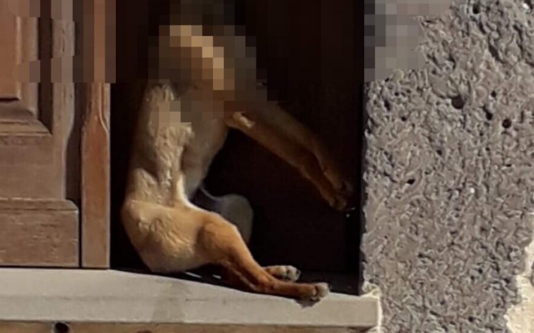 Abbasanta choc: balordi impiccano il cane nell’abitazione di un medico in pensione
