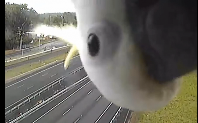 Australia. Dalla telecamera che monitora il traffico spunta un guardone (VIDEO)