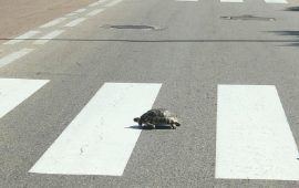 Una tartaruga attraversa la strada sulle strisce pedonali a Olbia - Foto di Paolo Isoni