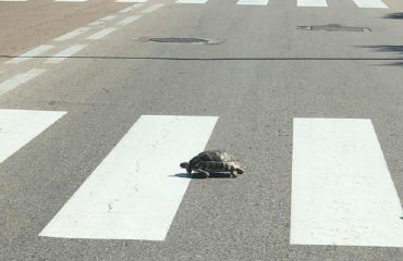 Una tartaruga attraversa la strada sulle strisce pedonali a Olbia - Foto di Paolo Isoni