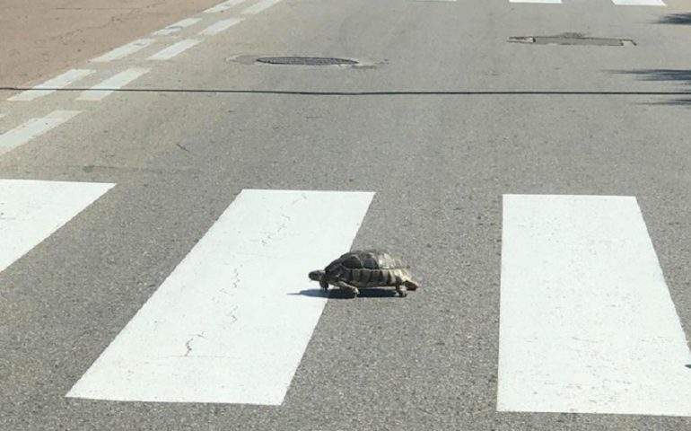 Una tartaruga attraversa la strada sulle strisce pedonali a Olbia - Foto di Paolo Isoni