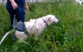 cane gettato dal ponte.calik