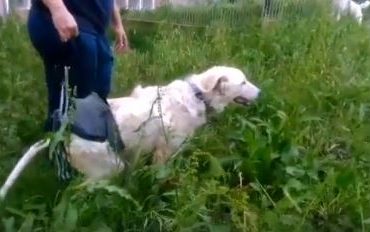 cane gettato dal ponte.calik