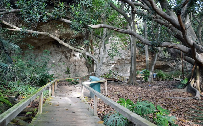 Lo sapevate? I ficus magnolioides dell’Orto Botanico di Cagliari sono più antichi dello stesso giardino