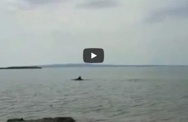 delfini portoscuso