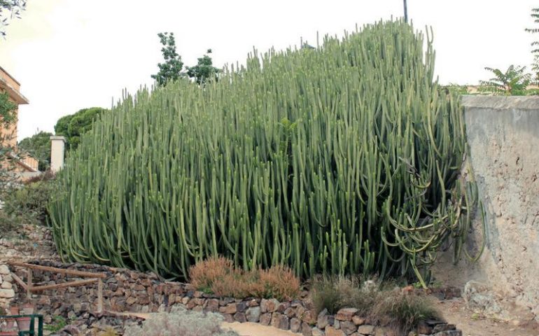 Lo sapevate? Nell’Orto Botanico di Cagliari c’è l’Euphorbia Canariensis più grande d’Europa