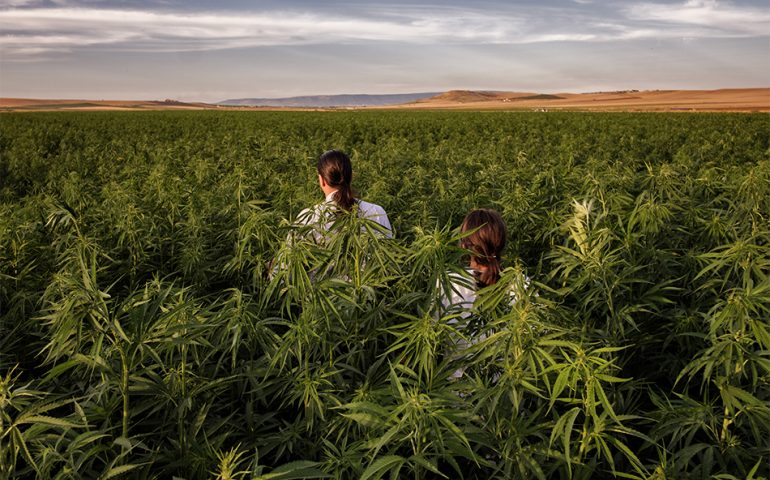 Cannabis, il Cile dice sì a quella casalinga. Si potrà coltivare con ricetta medica. E voi sareste favorevoli alla liberalizzazione in Italia?