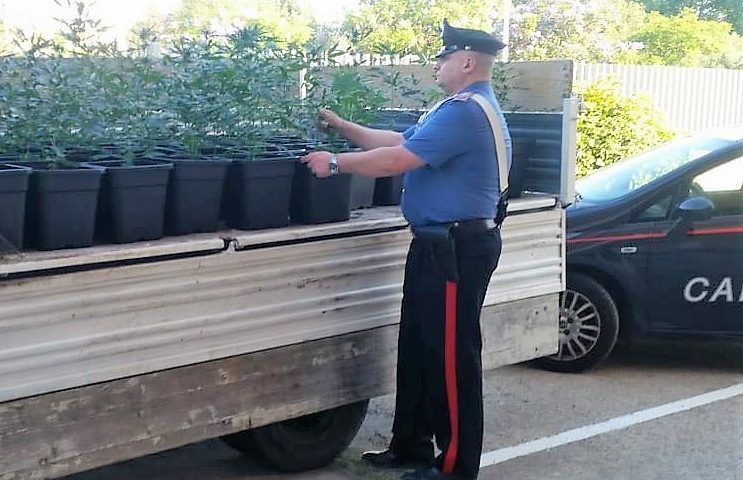 piantagione marijuana assemini.2