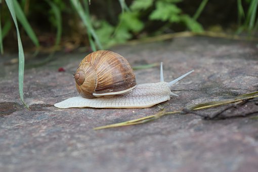 Le lumache? Si allevano. Sbarca in Sardegna l’elicicoltura