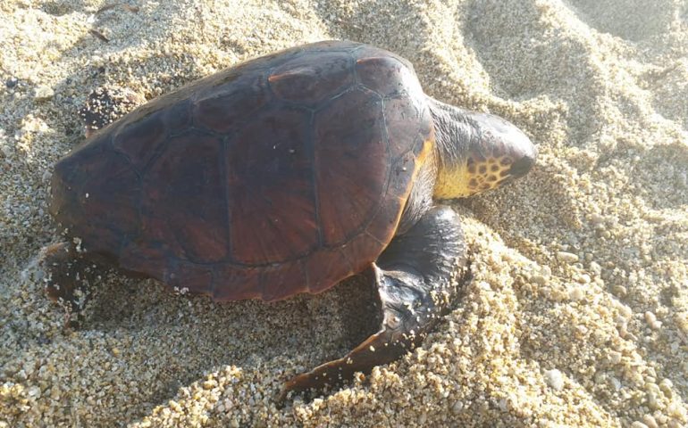 Capo Ferrato. Salvata una tartaruga marina: nuotava impigliata in un sacco di nylon