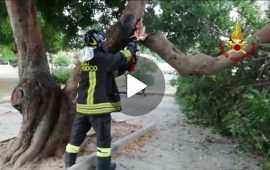 Albero si spezza in via S'Arrulloni