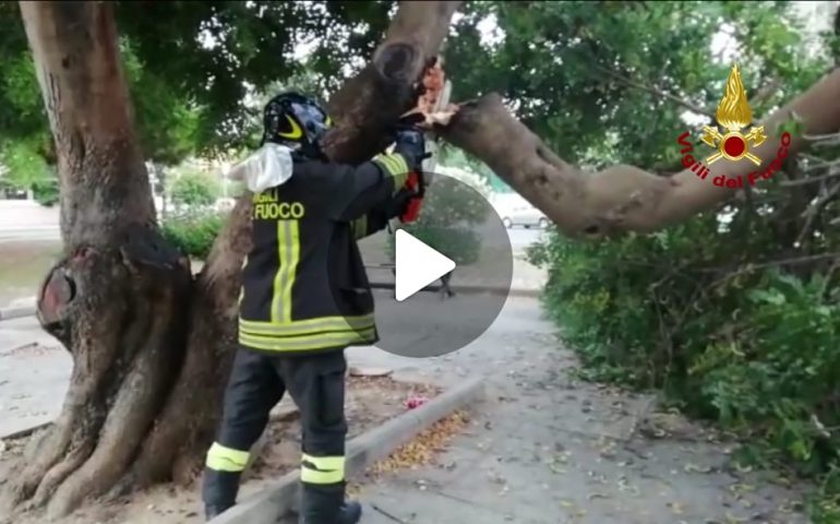 Albero si spezza in via S'Arrulloni