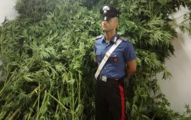Domus de Maria 5 chili di marijuana