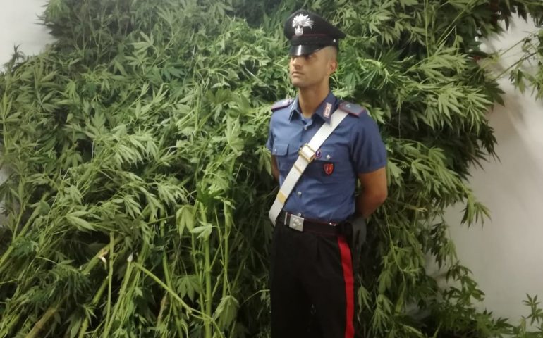 Domus de Maria 5 chili di marijuana