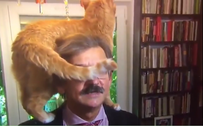 Intervista con fuori programma se in casa c’è un gatto. E la serietà va a farsi benedire (VIDEO)