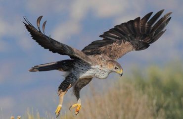 foto di Michele Mendi. Un esemplare di aquila di Bonelli