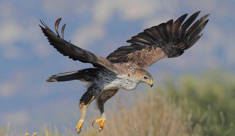 foto di Michele Mendi. Un esemplare di aquila di Bonelli