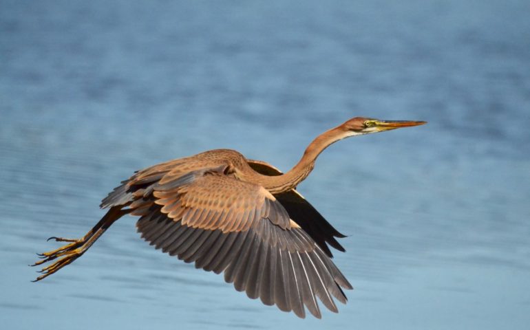 Oristano. La Lipu chiede l’ampliamento dell’Oasi S’Ena Arrubia, habitat del pollo sultano, moretta tabaccata e airone rosso