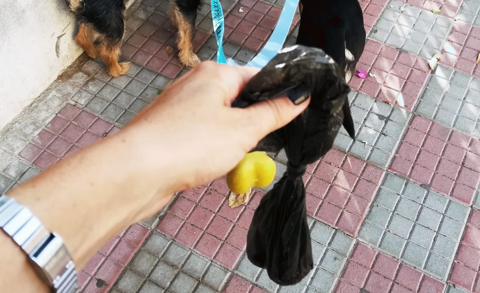 Si porti la cacca dei cani a casa. Ecco la surreale risposta dal