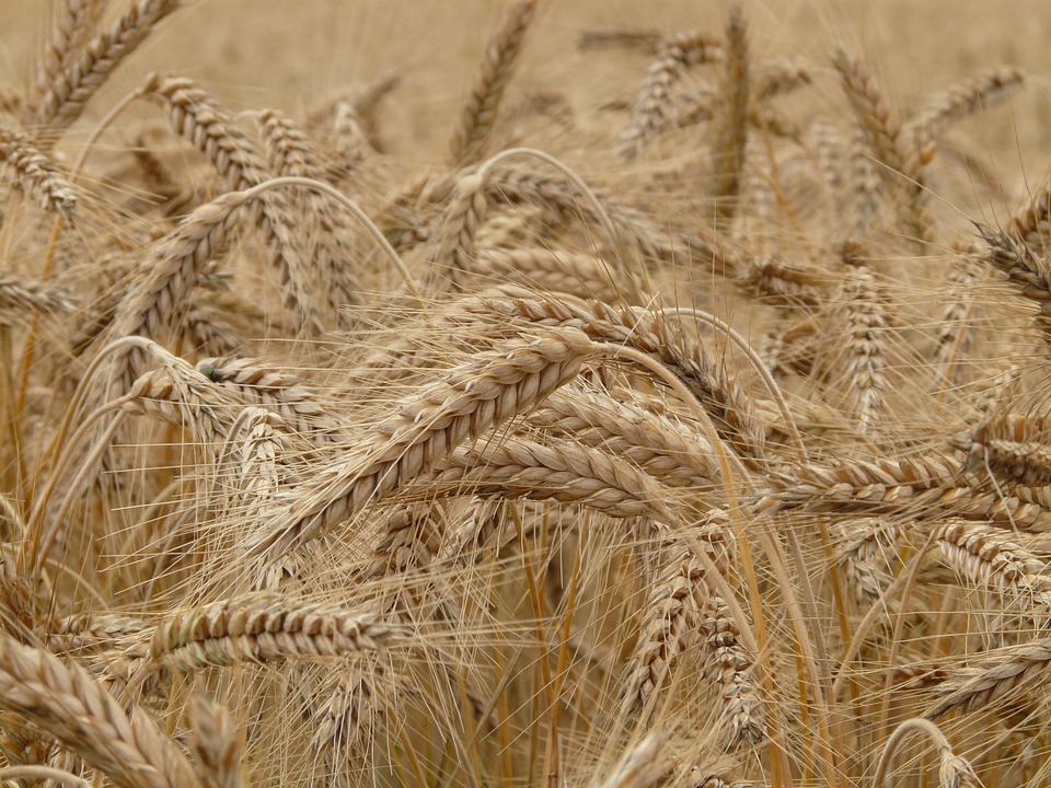 campo di grano